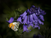 25th May 2022 - Butterfly and English Bluebells