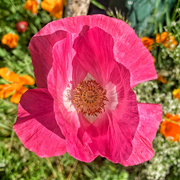 25th May 2022 - Pink poppy. 