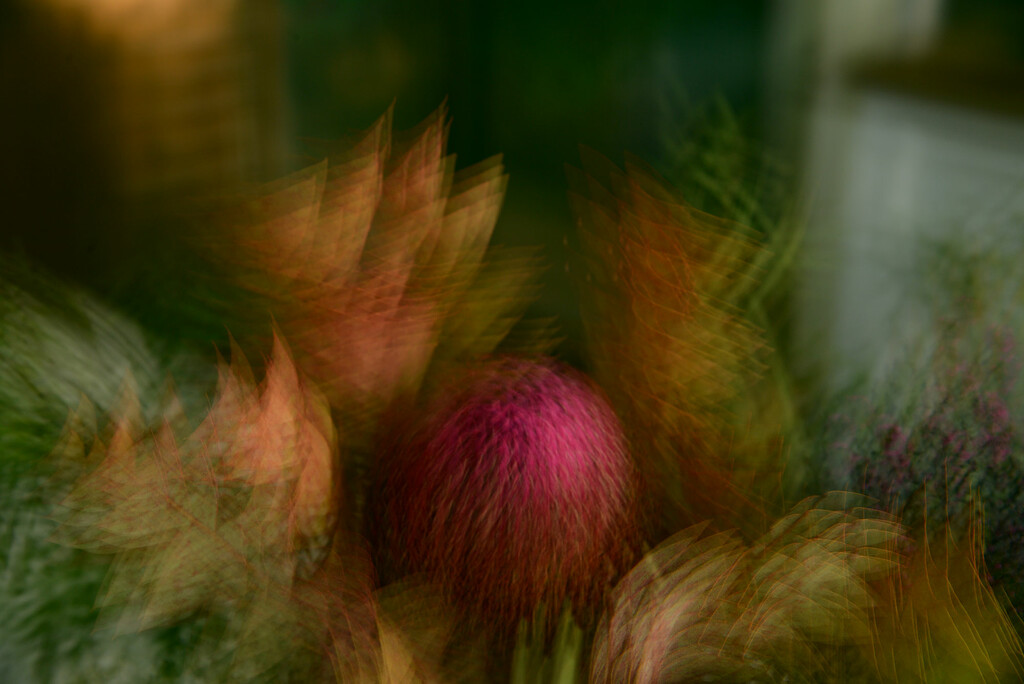 Multiple exposure: Protea by jeneurell