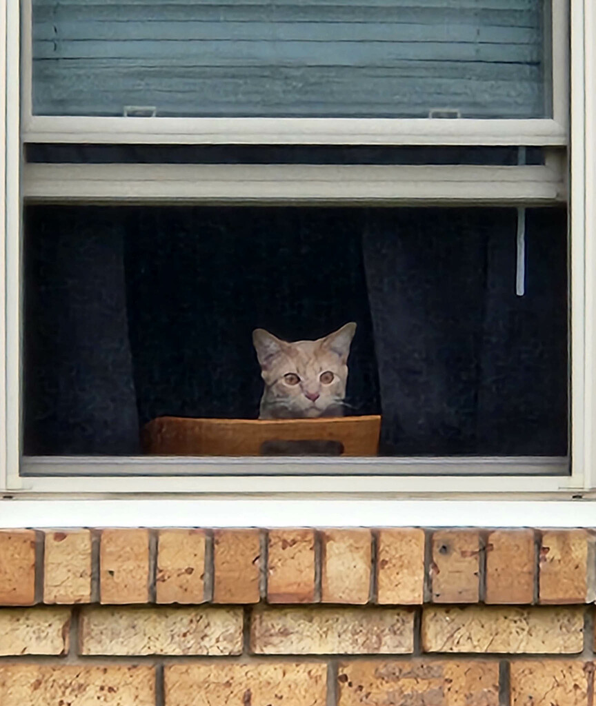 Peeping Tom by randystreat