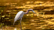 25th May 2022 - Little Blue Heron or Redish Egret!