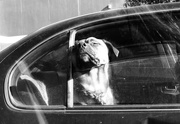 23rd May 2022 - dogs in cars