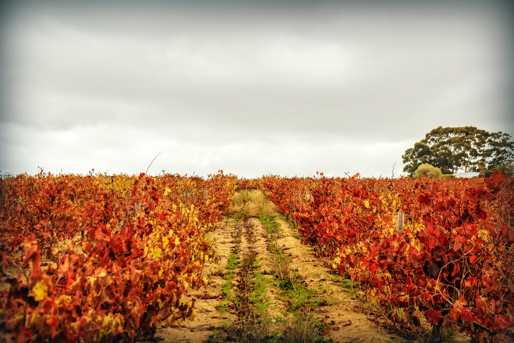 A path through the vineyard by ludwigsdiana
