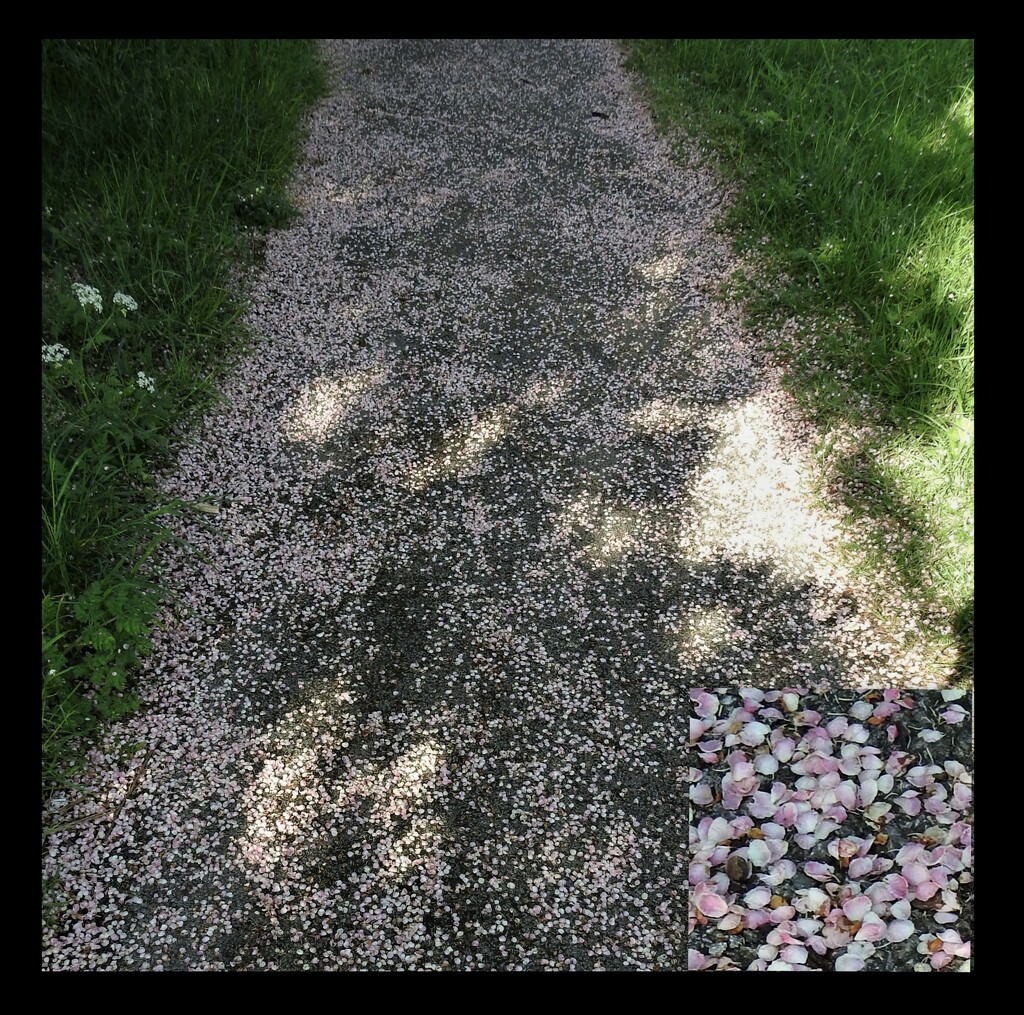 Speckled Path by oldjosh