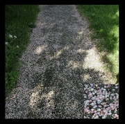 21st May 2022 - Speckled Path
