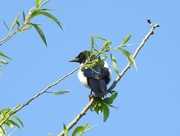 17th May 2022 - Magpie