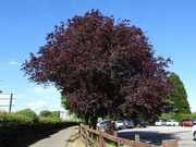 19th May 2022 - Beech Tree