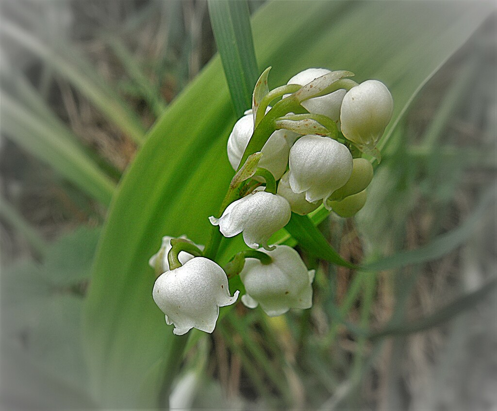 May bells in the woods : lily-of-the-valley by etienne