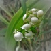 May bells in the woods : lily-of-the-valley by etienne