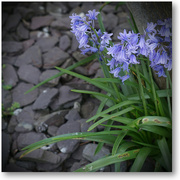 26th May 2022 - bluebells and scree