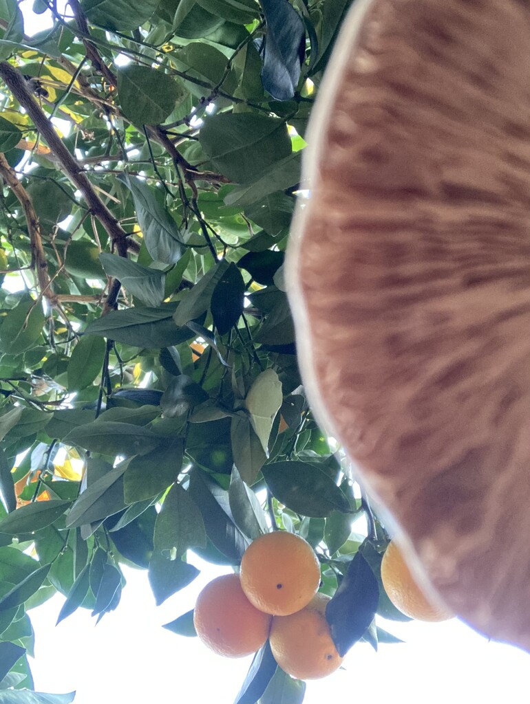 Under the Orange Tree by narayani