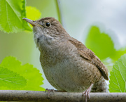 25th May 2022 - House Wren