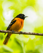 24th May 2022 - Baltimore Oriole