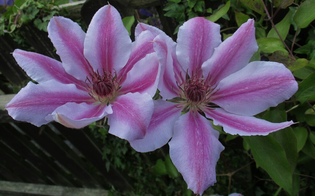 Clematis flowers. by grace55
