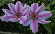 26th May 2022 - Clematis flowers.