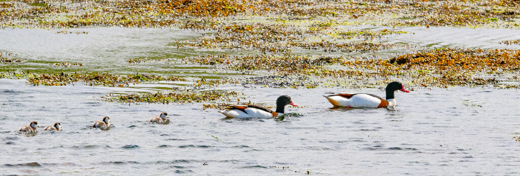 Shelduck Family by lifeat60degrees