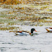 Shelduck Family by lifeat60degrees