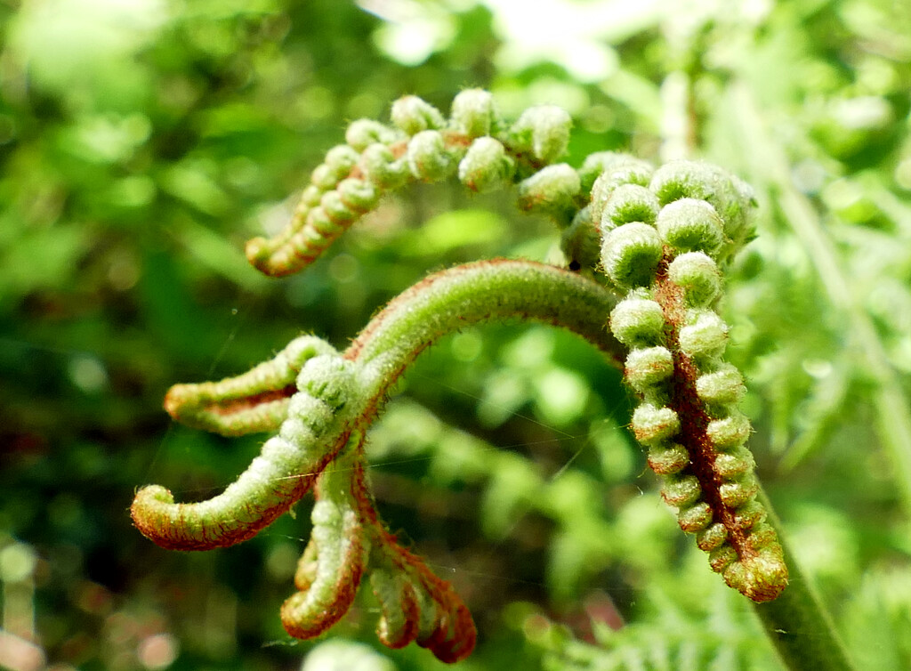 young fern by marijbar