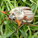 Common Cockchafer Beetle by fishers