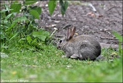 26th May 2022 - Little bunny from Priory