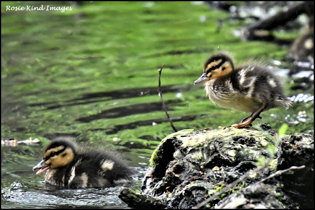 Ducklings by rosiekind