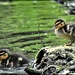 Ducklings by rosiekind