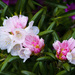 Pink and White China Rhody by jgpittenger