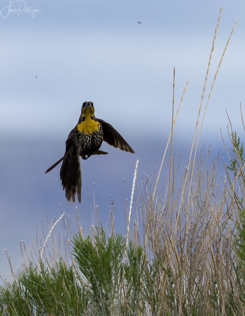 Yellow Headed Blackbird Leaping for Bug by jgpittenger