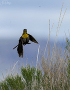 26th May 2022 - Yellow Headed Blackbird Leaping for Bug
