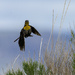 Yellow Headed Blackbird Leaping for Bug by jgpittenger