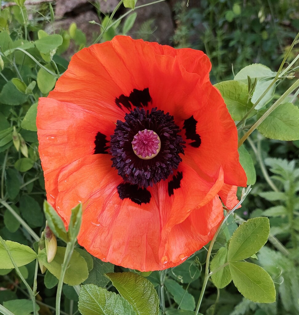 The poppies started to open today.  by samcat