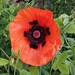 The poppies started to open today.  by samcat