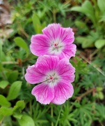 26th May 2022 - Geranium in our garden 