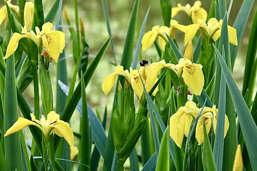Yellow Flag Irises  by carole_sandford