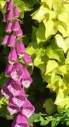 26th May 2022 - Foxglove and the golden ivy