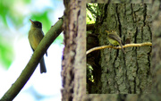 25th May 2022 - Pacific-Slope Flycatcher in two angles