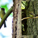 Pacific-Slope Flycatcher in two angles
