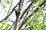 24th May 2022 - Piliated Woodpecker