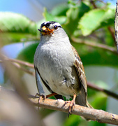 21st May 2022 - White-Crowned Sparrow