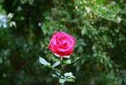 26th May 2022 - a single rose