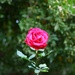 a single rose by blueberry1222