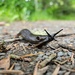 Forest Slug by kimmer50