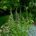 These flowers are taking over the veg garden! by snowy