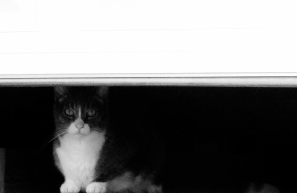 Garage Cat by linnypinny