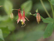 26th May 2022 - red columbine