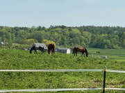 26th May 2022 - Horses in the pasture