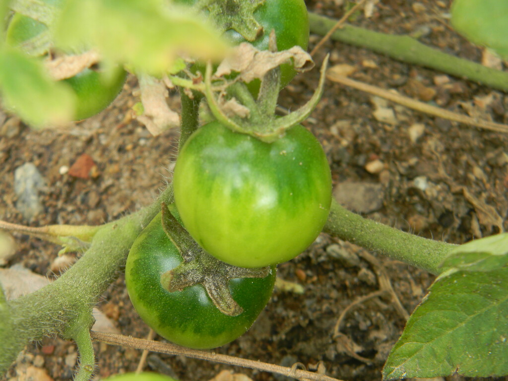 Green Tomatoes by sfeldphotos