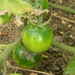 Green Tomatoes by sfeldphotos