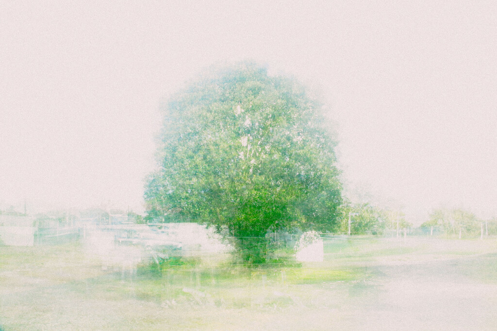 tree study by kali66