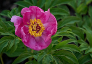 26th May 2022 - Yet Another Peony Flower